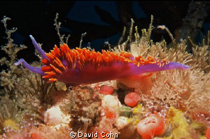 "spanish dancer" by David Cohn 
